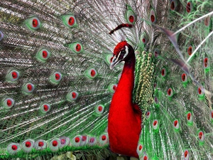 feather, Red, peacock