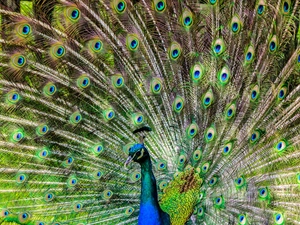 feather, peacock, tail
