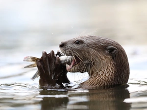 feed, mink, water