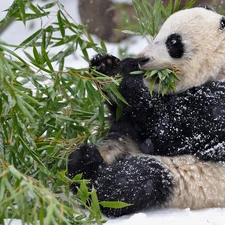 feed, winter, zpabda, branch, teddy bear