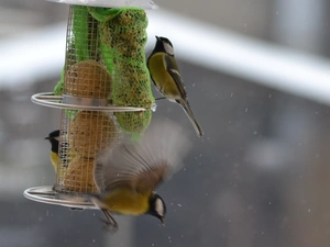 flight, Chickadees, Bird feeder