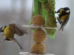 motion, Chickadees, Bird feeder