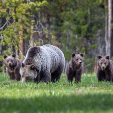 young, car in the meadow, brown, female, bears