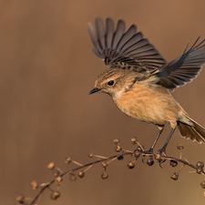 female, Bird, wings, twig, spread, European Stonechat