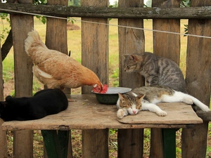 Fence, chicken, cats