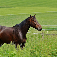 fence, Horse, grass