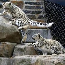 fence, Irbisy, snow, rocks, Panthers