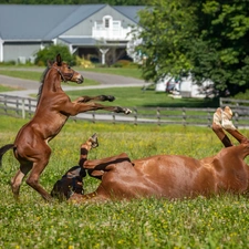 pasture, fence, Mare, Foal, bloodstock