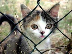 fence, kitten, net