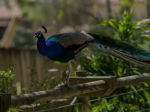 Bird, fence, Plants, Indian Peacock