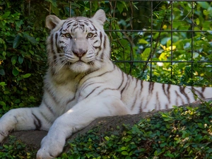 White, Bush, fence, tiger