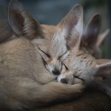 cuddled, Sleeping, fox, Fenki, Two cars