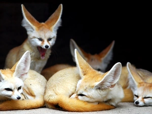 Fenki, flock, fox
