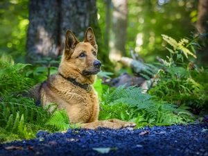 dog, fern, forest, German Shepherd