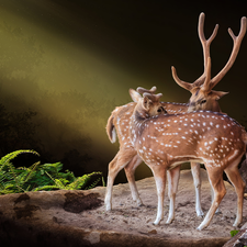 fern, Deer, Rocks