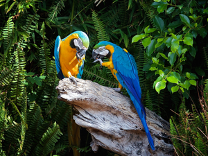 Ary, Blue-Yellow, Leaf, Parrots, Two, trunk, fern