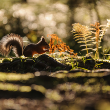 Ferns, Ginger, squirrel