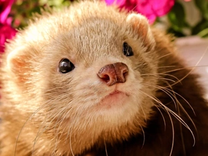 ferret