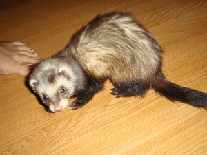 ferret, floor