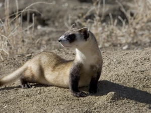 ferret, Sand