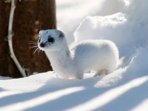 ferret, snow