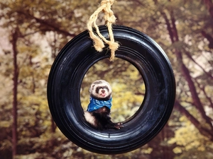 ferret, tire