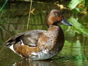 Ferruginous Duck