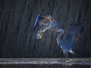 Great Blue Heron, festivities, water, dance