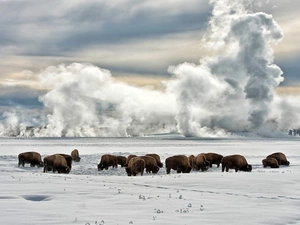 bison, clouds, winter, field