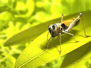 Close, sea-horse, field