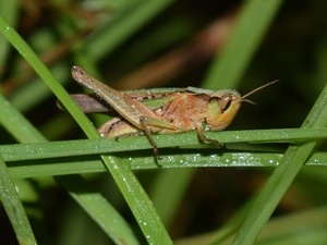 Leaf, sea-horse, field
