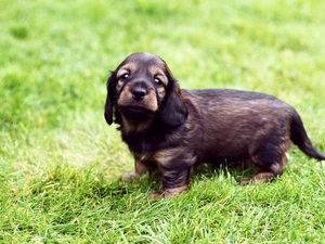 Grass Field Spaniel, honeyed, Puppy
