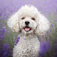 lavender, Field, White, poodle, dog