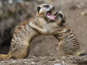 Fight, Two, Meerkats