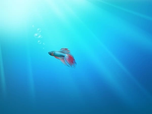 fighter, brave, Fish