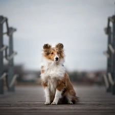 figure, bridges, shetland Sheepdog, Puppy, dog