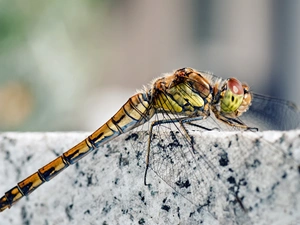 Insect, fine, wings, dragon-fly