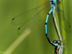 wings, dragon-fly, fine