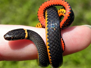 finger, Snake, coral