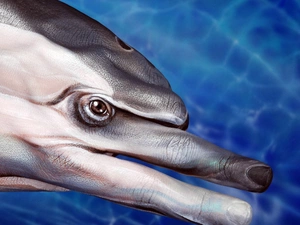 finger, Bodypainting, dolphin
