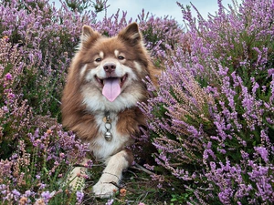 Finnish Lapphund, heather