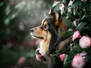 dog, Finnish Lapphund, profile, point