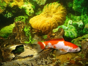 Fish, aquarium