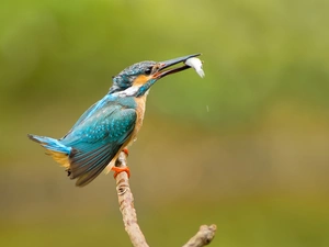 Fish, kingfisher, branch