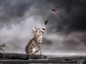 fish, graphics, cats