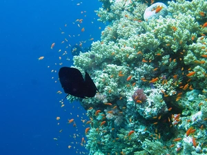 fish, reef, coral