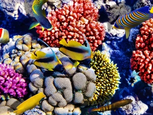 fish, Corals