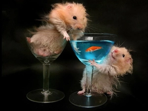 Fish, Hamsters, glass