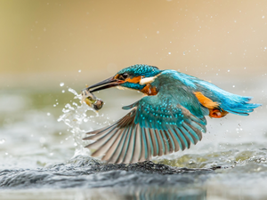 kingfisher, water, hunt, Fish