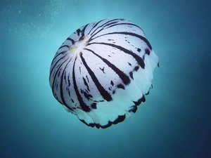 Ocean, colorful, flat-fish